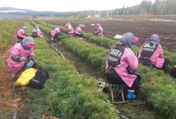 黑龍江藍靛果苗